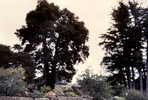 Scotts Valley - Photograph of the Hitchcocks' house in Scotts Valley.