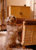 Sealyham Terrier - Photograph of one of Hitchcock's Sealyham Terriers, taken an their house in Scotts Valley.